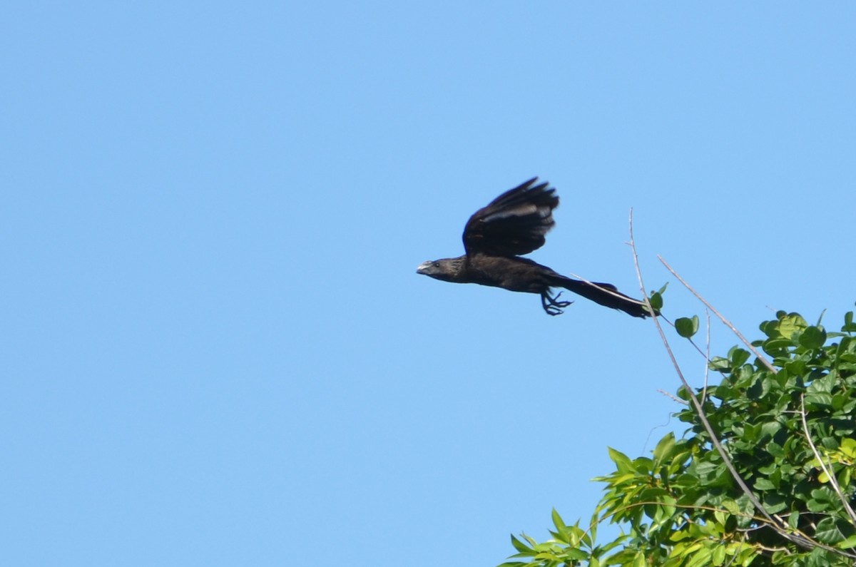 Smooth-billed Ani - ML21546781