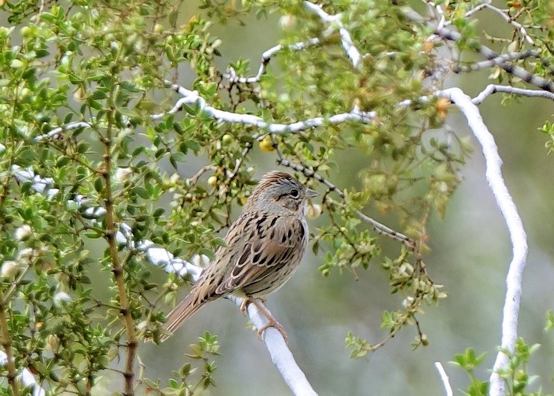 Lincoln's Sparrow - ML215471041