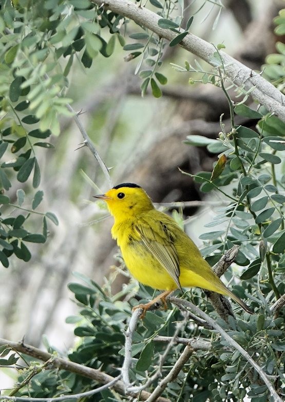 Wilson's Warbler - Henry Detwiler