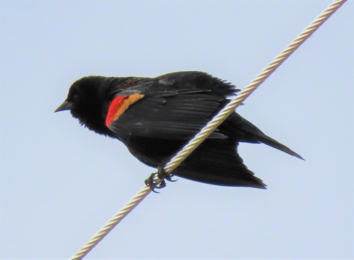 Red-winged Blackbird - ML215475031
