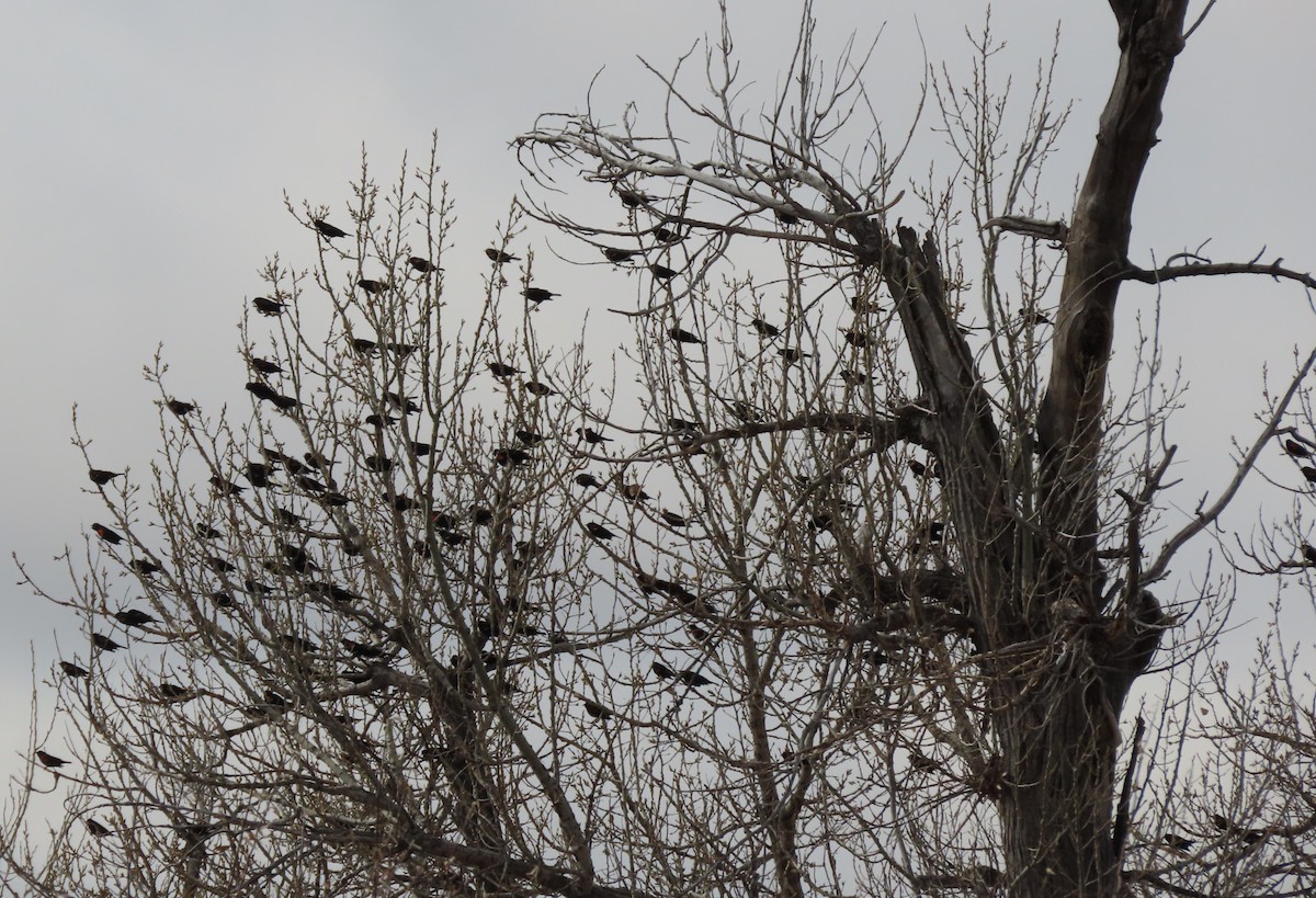 Red-winged Blackbird - ML215475101