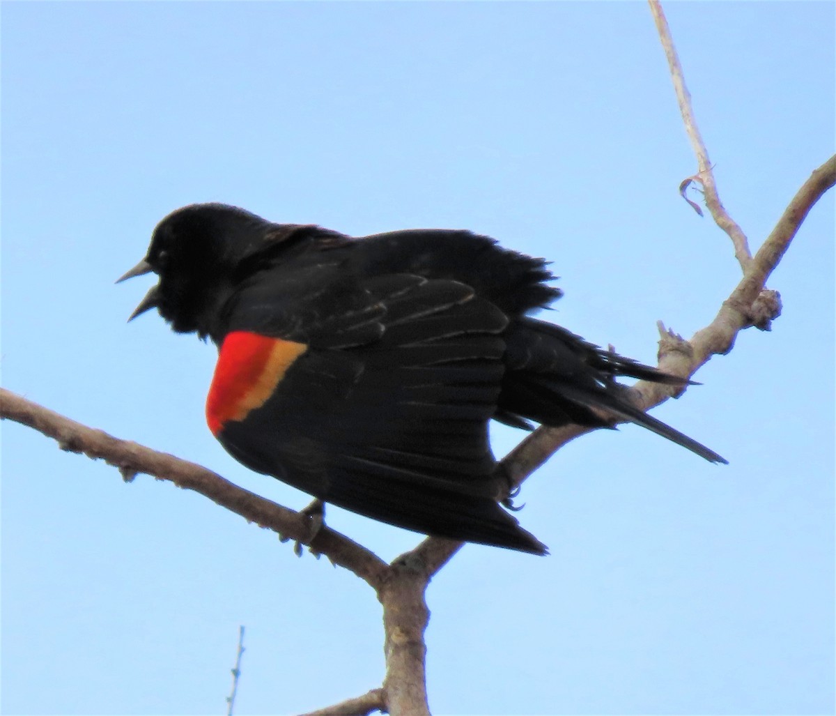 Red-winged Blackbird - ML215475121