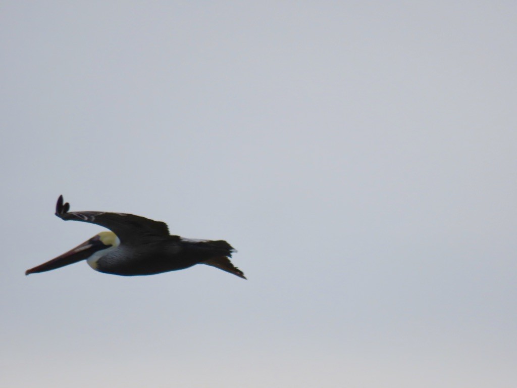 Brown Pelican - ML215475191