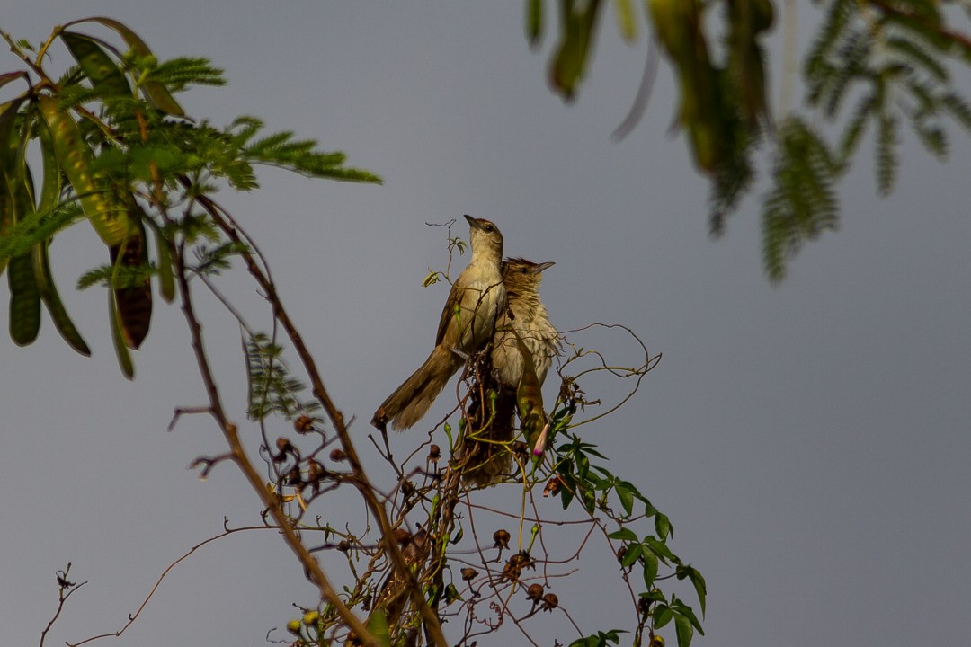 Rufous-fronted Thornbird - ML215475401