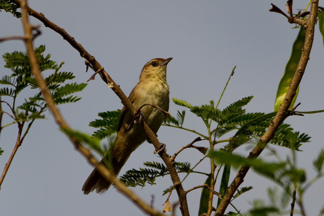 Rufous-fronted Thornbird - ML215475411