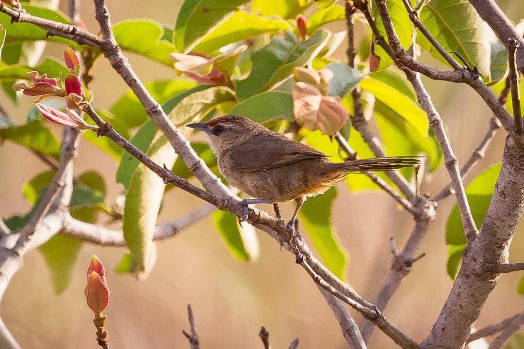 Rufous-fronted Thornbird - ML215475431