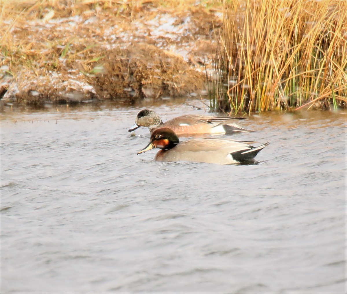 Gadwall x Mallard (hybrid) - ML215476221