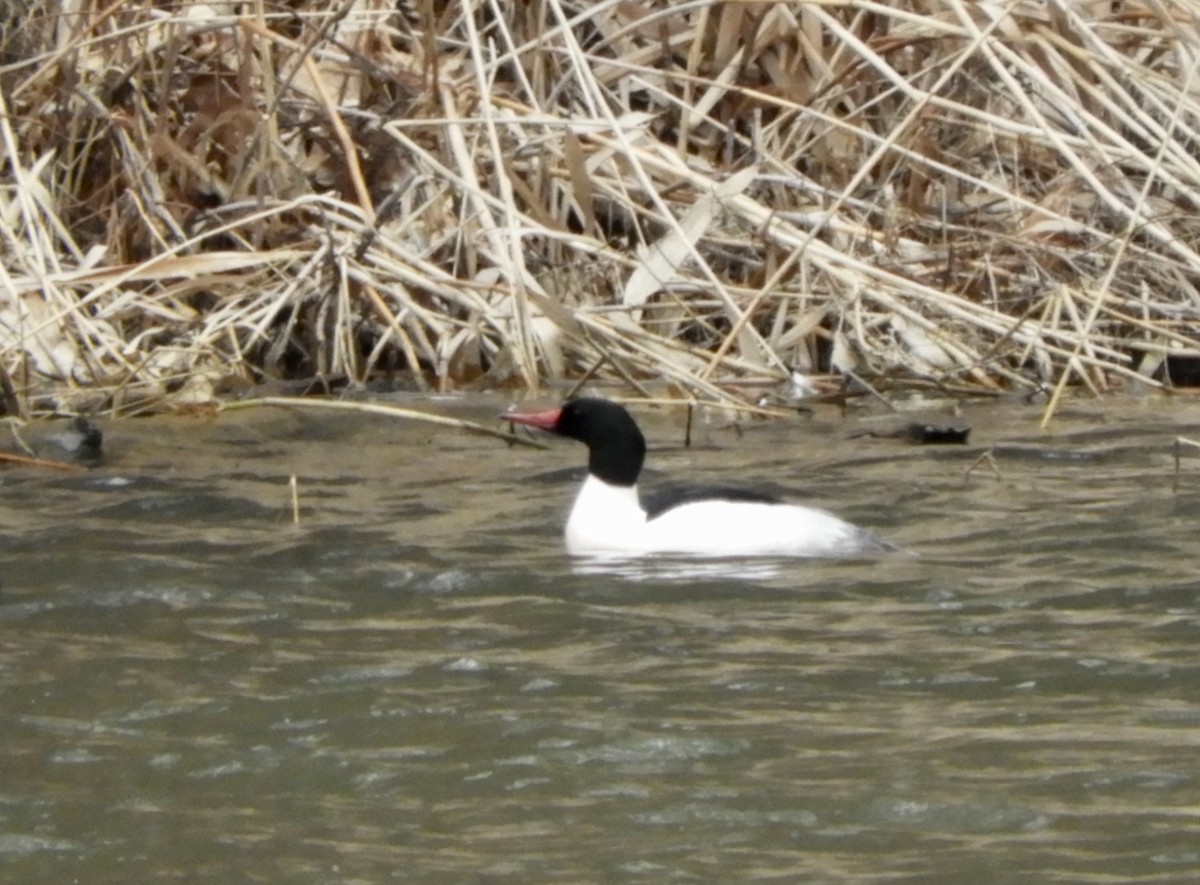 eBird Checklist - 14 Mar 2020 - 1400 Empire Blvd, Rochester US-NY (43. ...