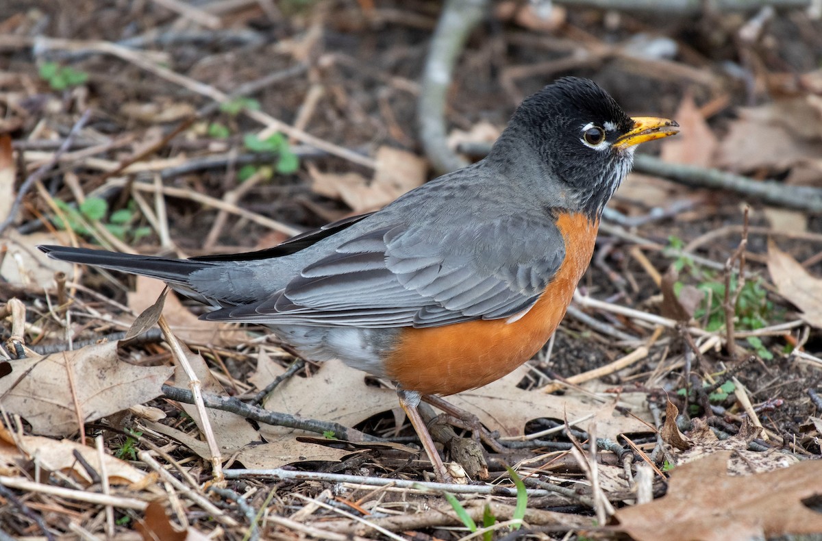 American Robin - ML215477371