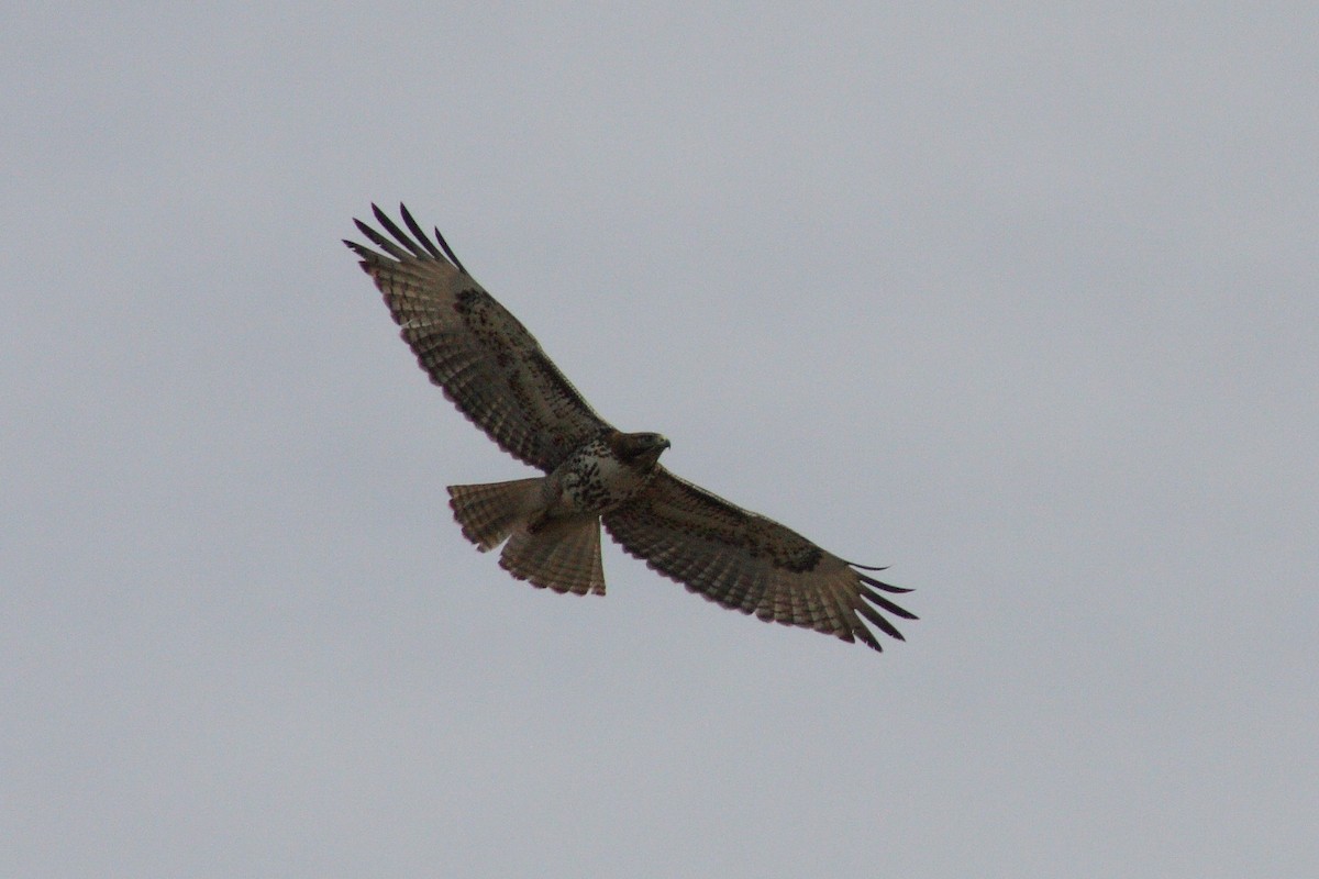 Red-tailed Hawk - Tory Mathis