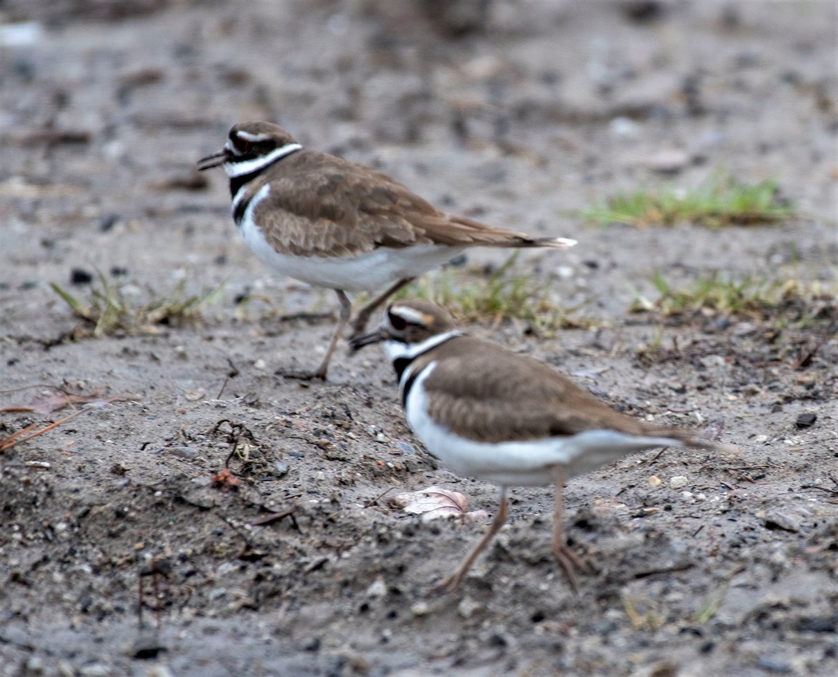 Killdeer - ML215479111