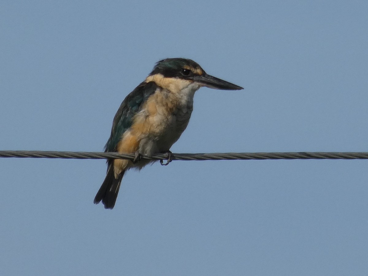 Sacred Kingfisher - ML215479241