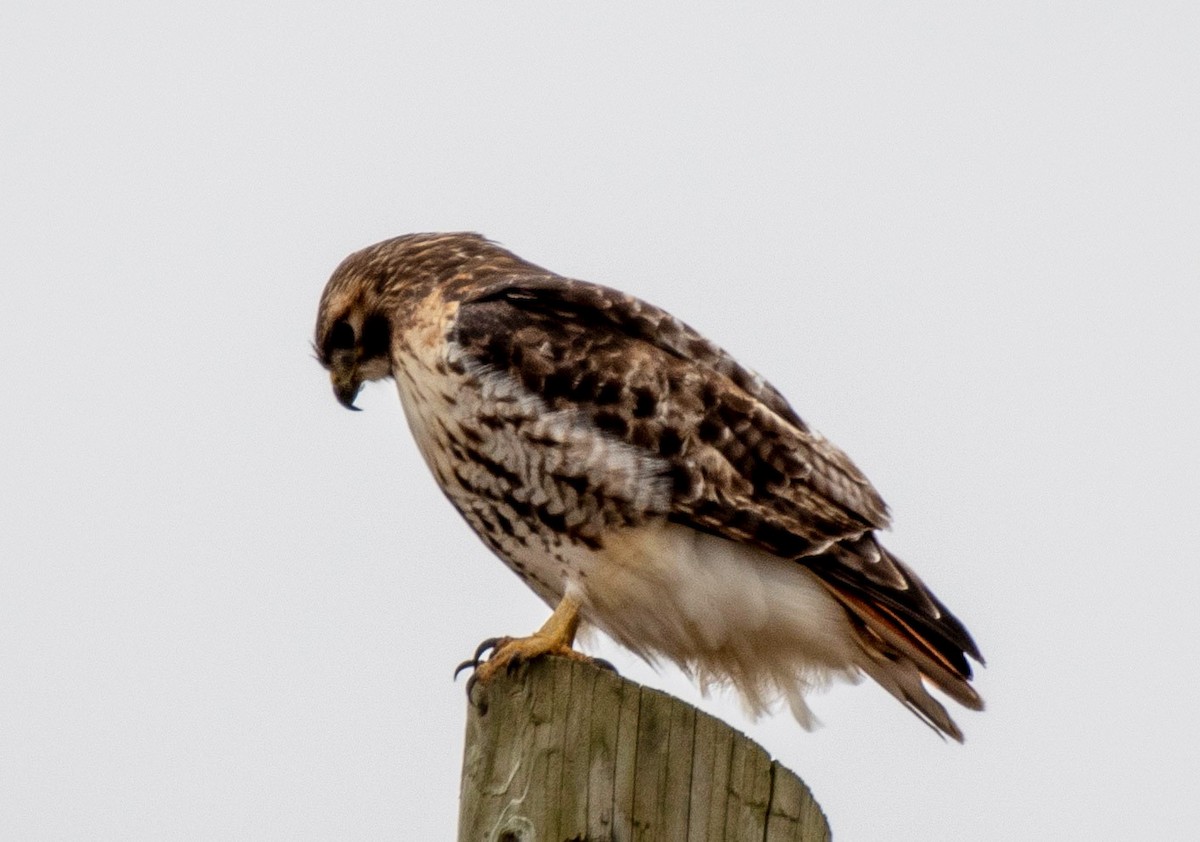 Red-tailed Hawk - Estela Quintero-Weldon