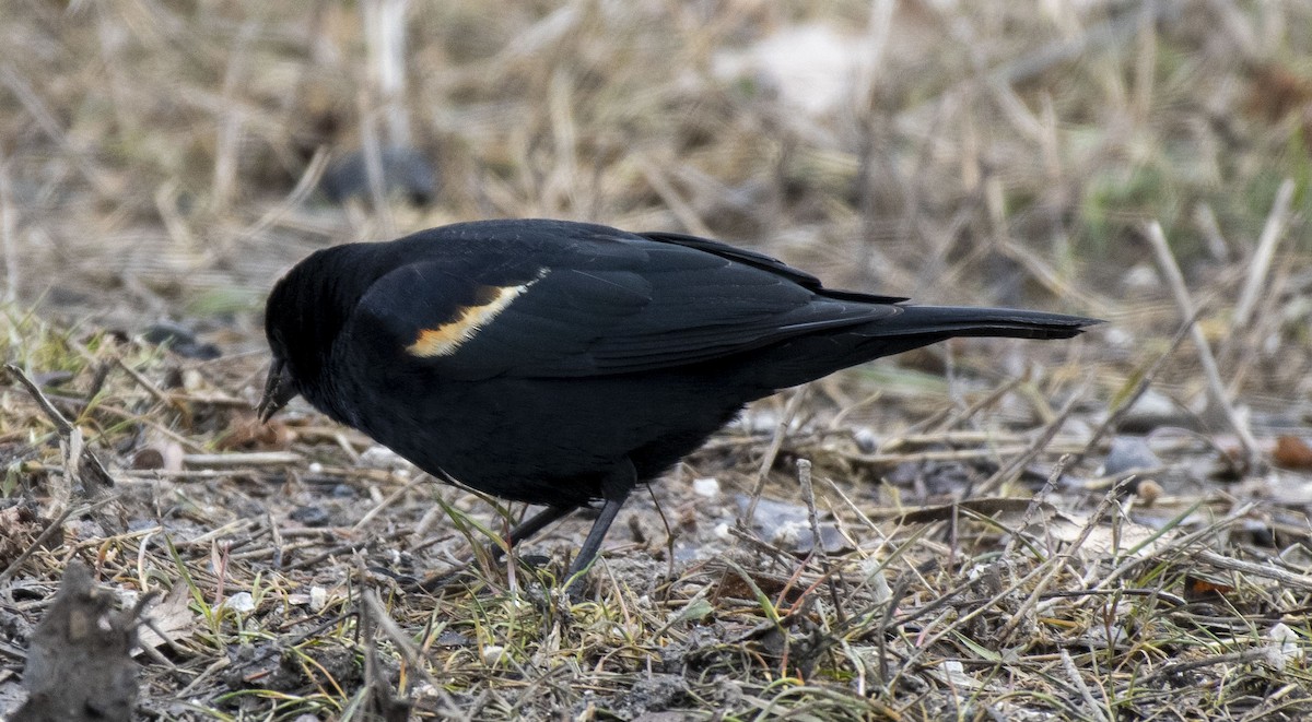 Red-winged Blackbird - ML215479391