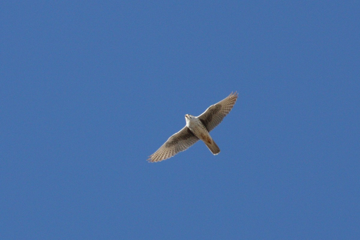 Prairie Falcon - ML21548011