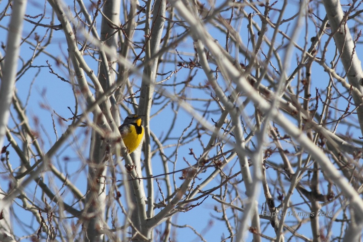 Eastern Meadowlark - ML215480301