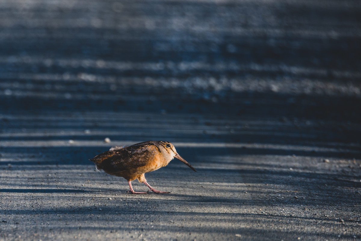 American Woodcock - ML215480891