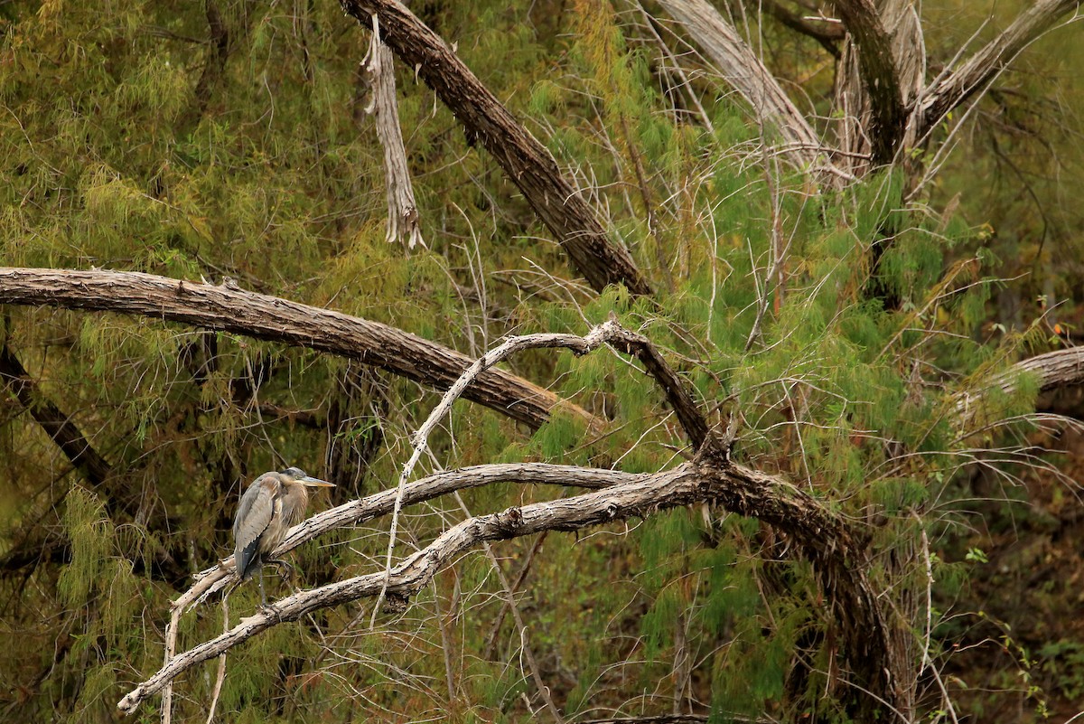 Garza Azulada - ML21548101