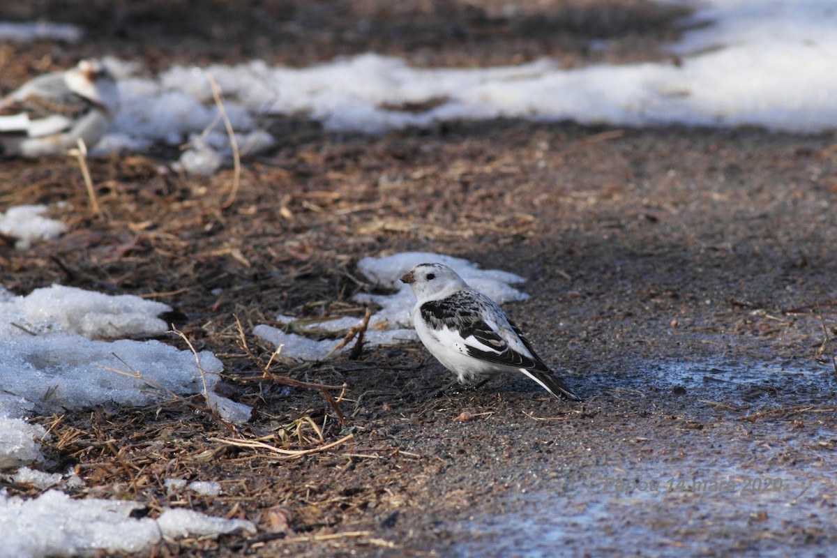 Snow Bunting - ML215481041