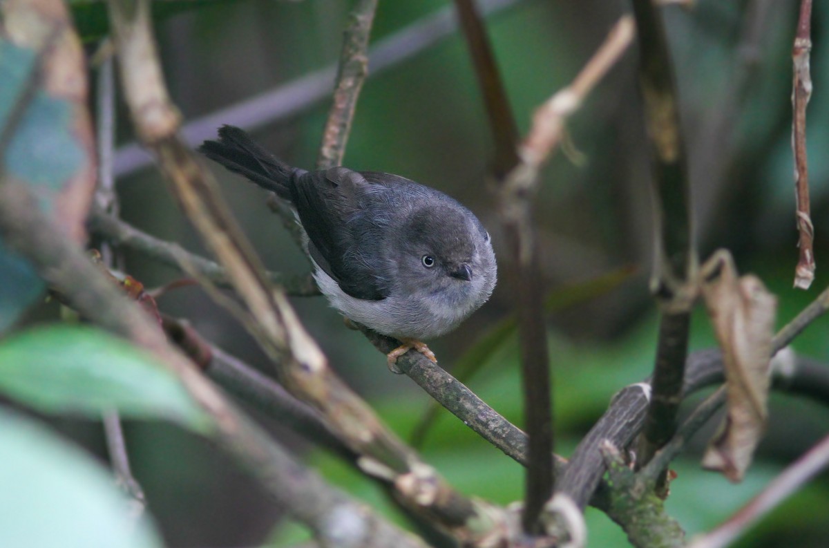 Pygmy Tit - Wade Strickland