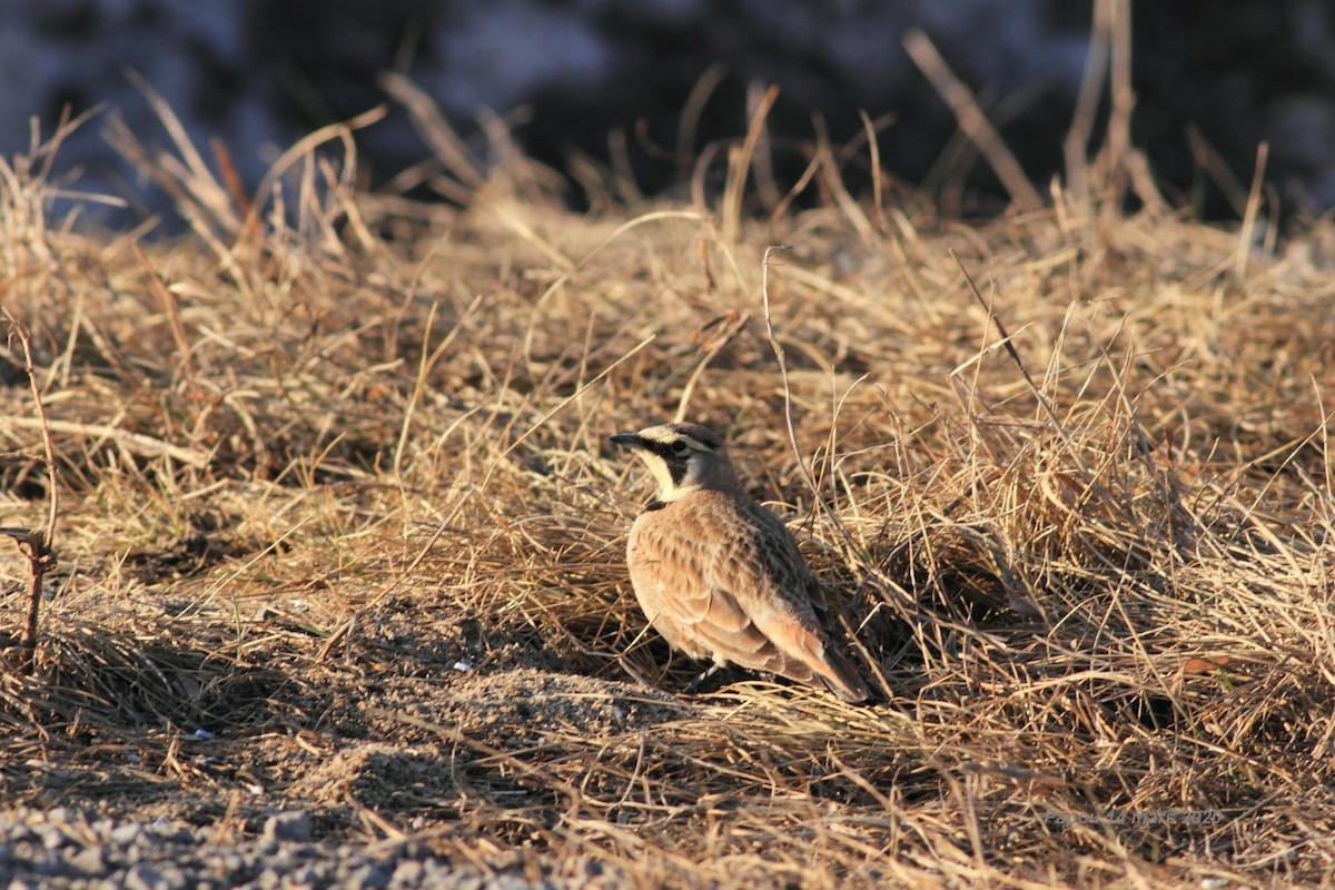 Horned Lark - ML215481231