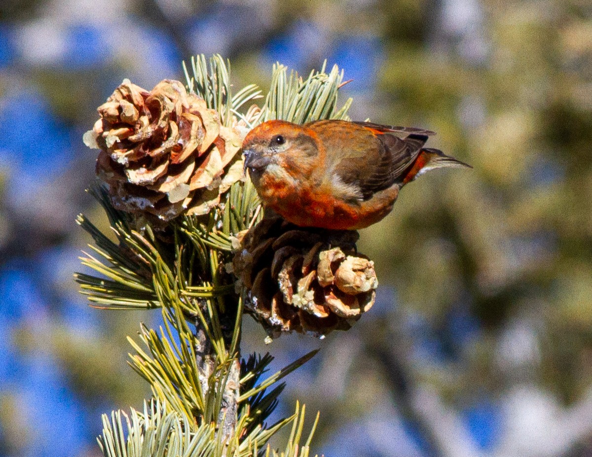 Red Crossbill - ML215481411