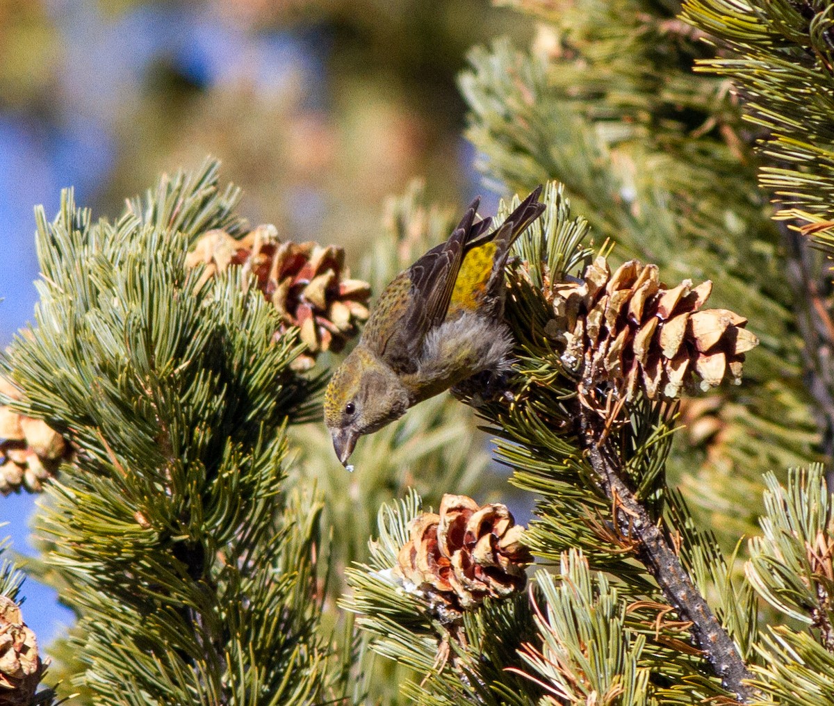Red Crossbill - ML215481421