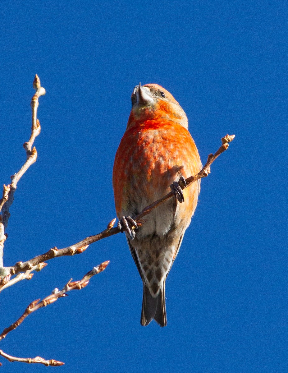 Red Crossbill - ML215481431