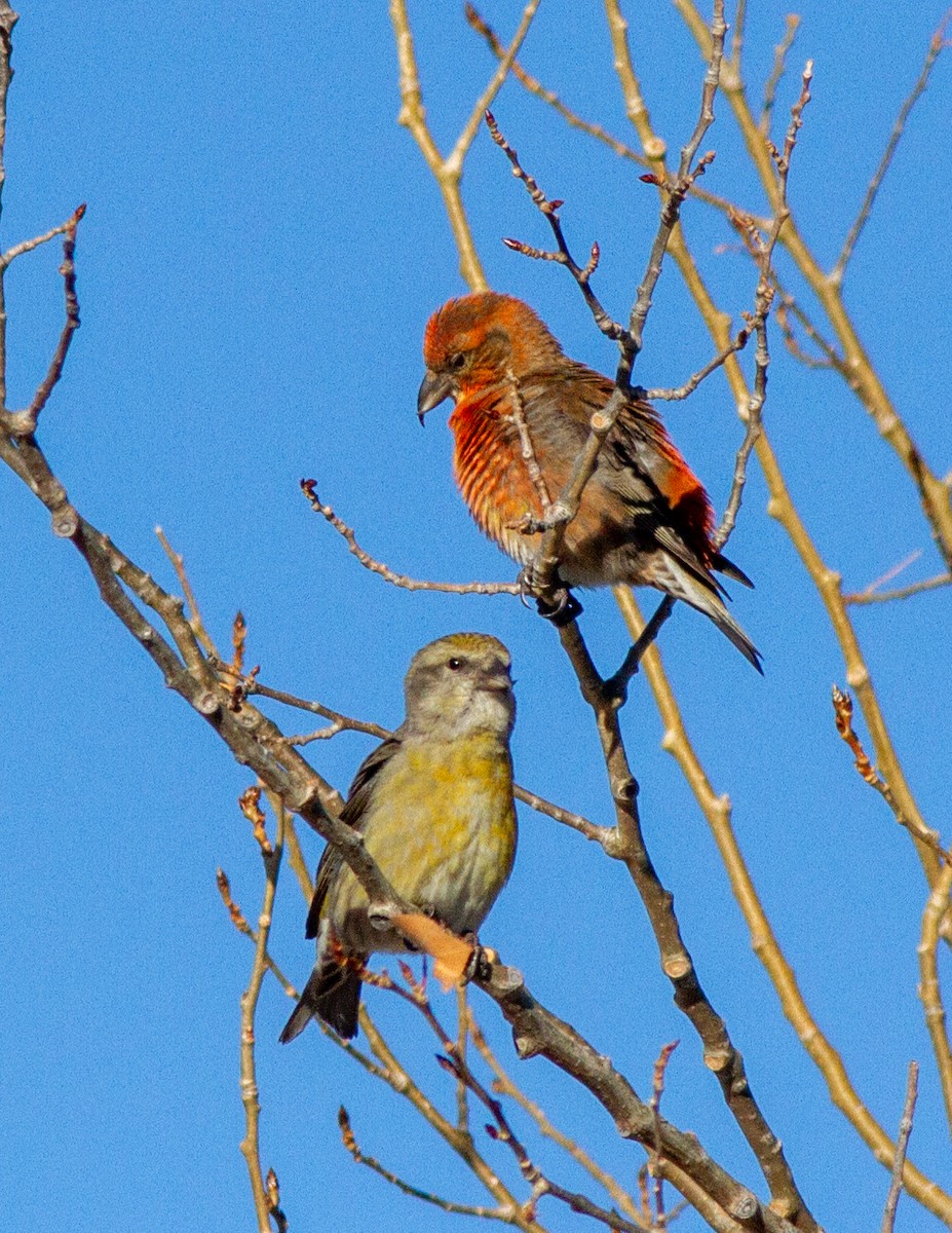 Red Crossbill - ML215481441