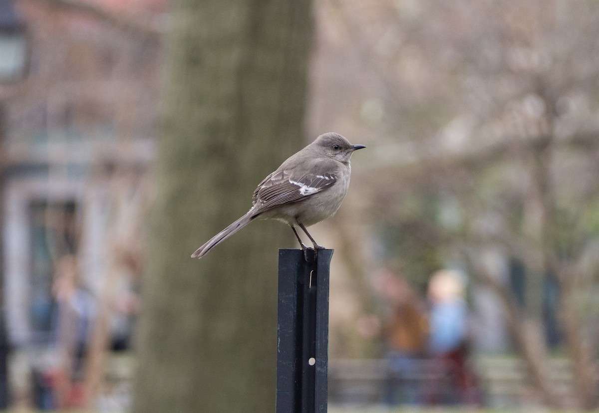 Northern Mockingbird - ML215482921