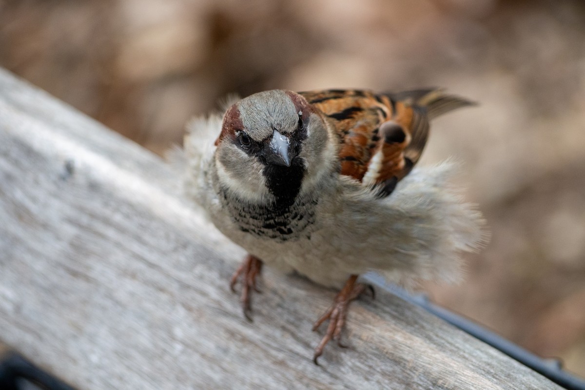 House Sparrow - ML215483551