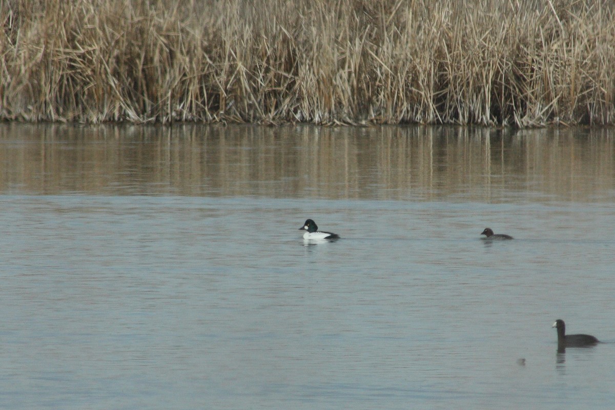 Common Goldeneye - ML21548461