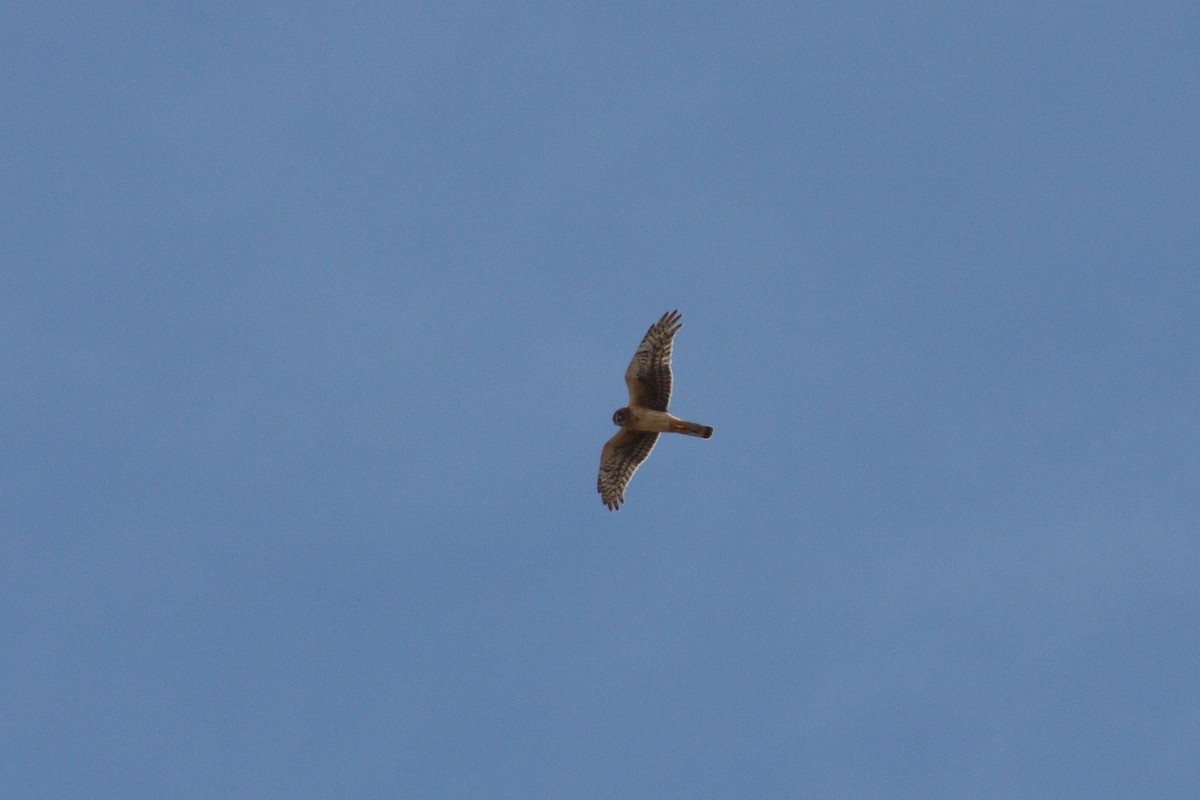 Northern Harrier - ML21548471