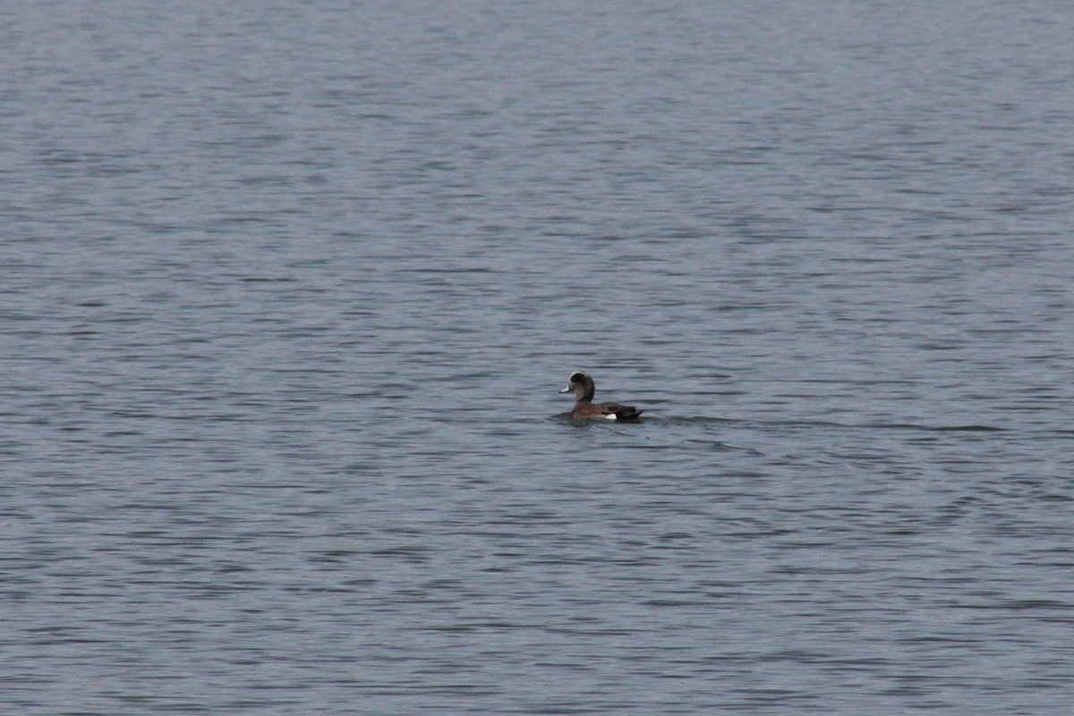 American Wigeon - ML21548511