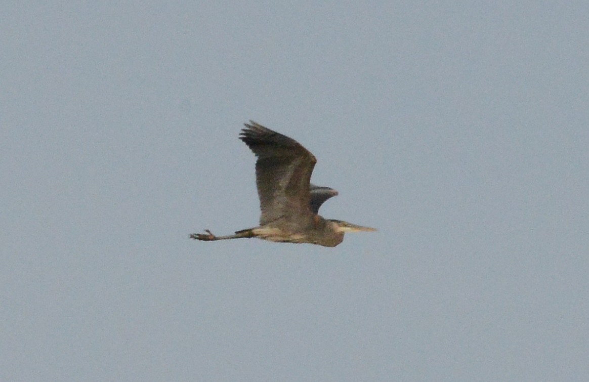 Great Blue Heron - ML215486201