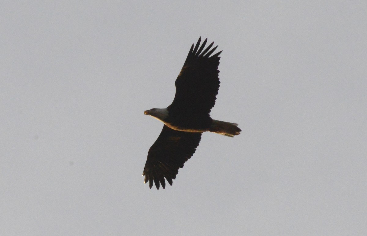 Bald Eagle - ML215486261