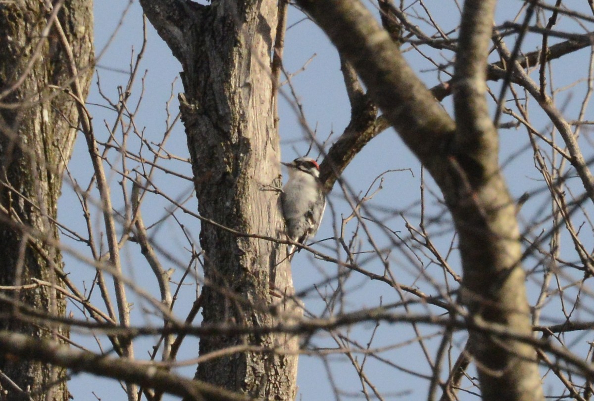 Downy Woodpecker - ML215486321