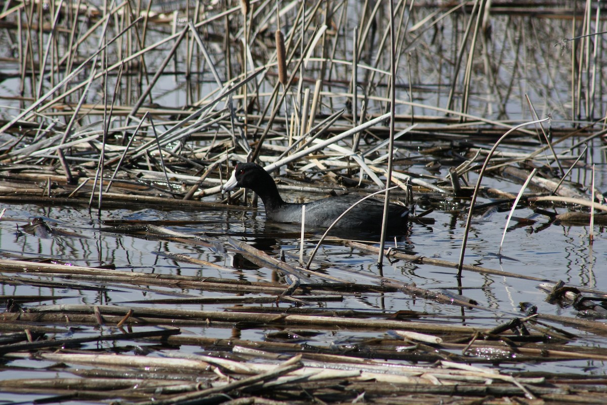 American Coot (Red-shielded) - ML21548641