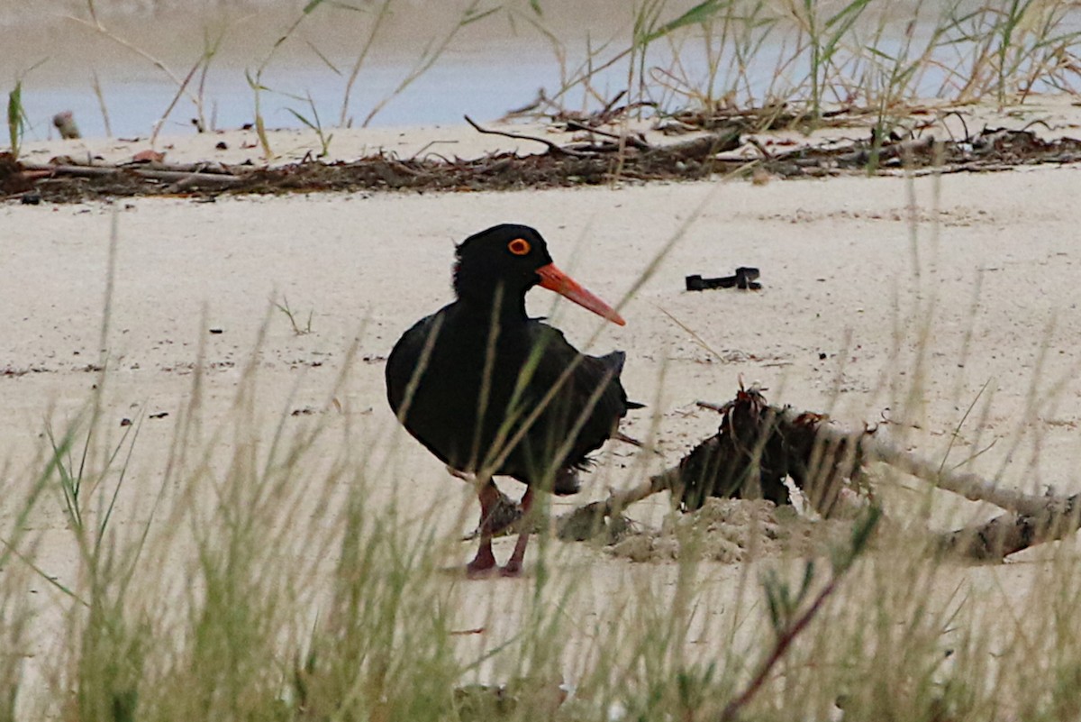 Sooty Oystercatcher - ML215486541