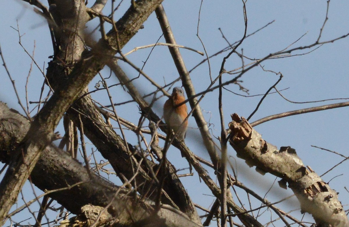 Eastern Bluebird - ML215486631