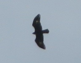 Golden Eagle - ML215488931