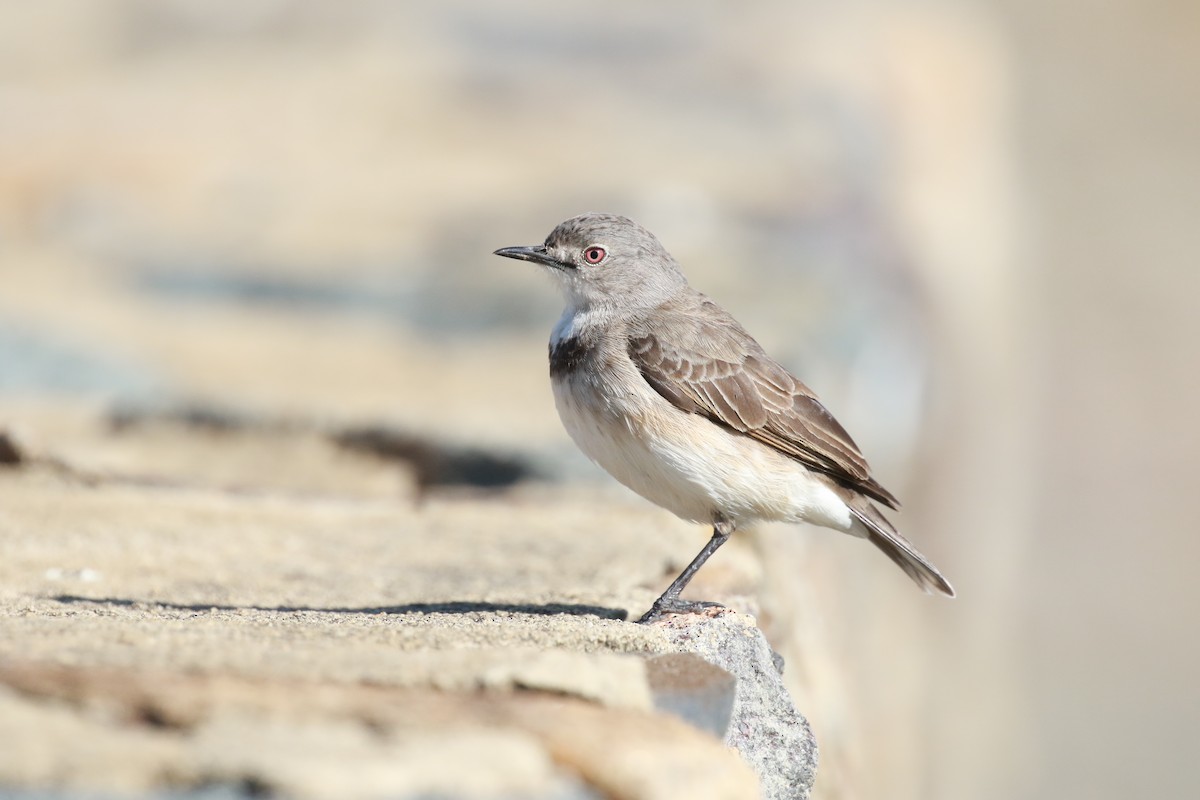 White-fronted Chat - Mikayla Burke