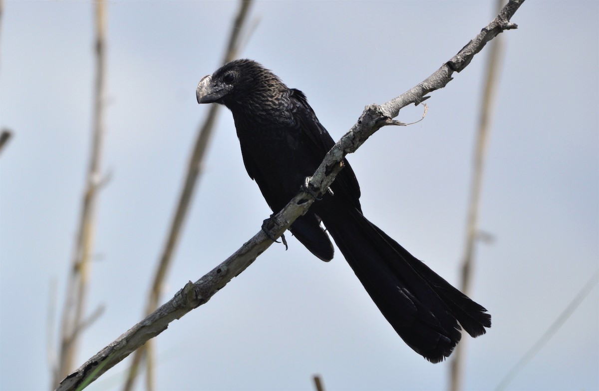 Smooth-billed Ani - ML215490121