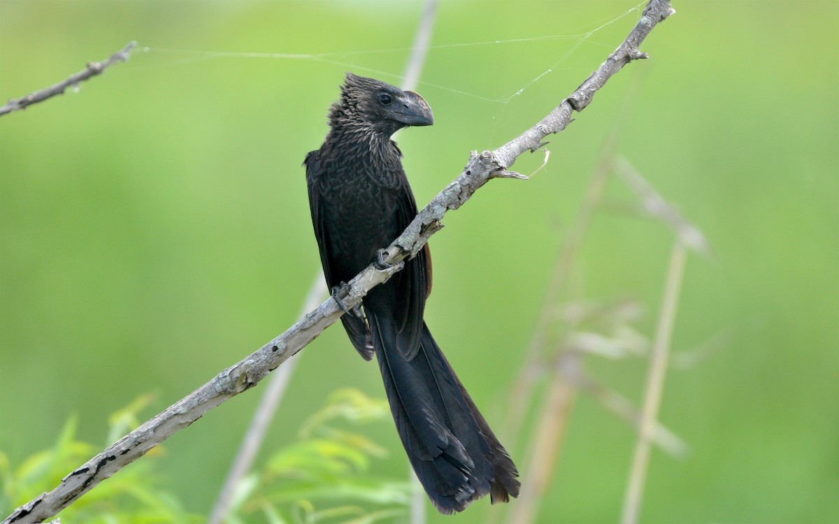 Smooth-billed Ani - ML215490131