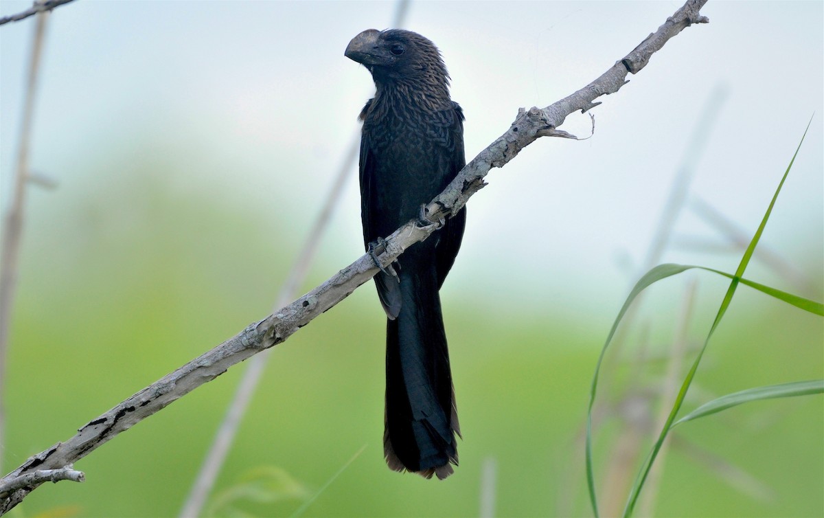 Smooth-billed Ani - ML215490141