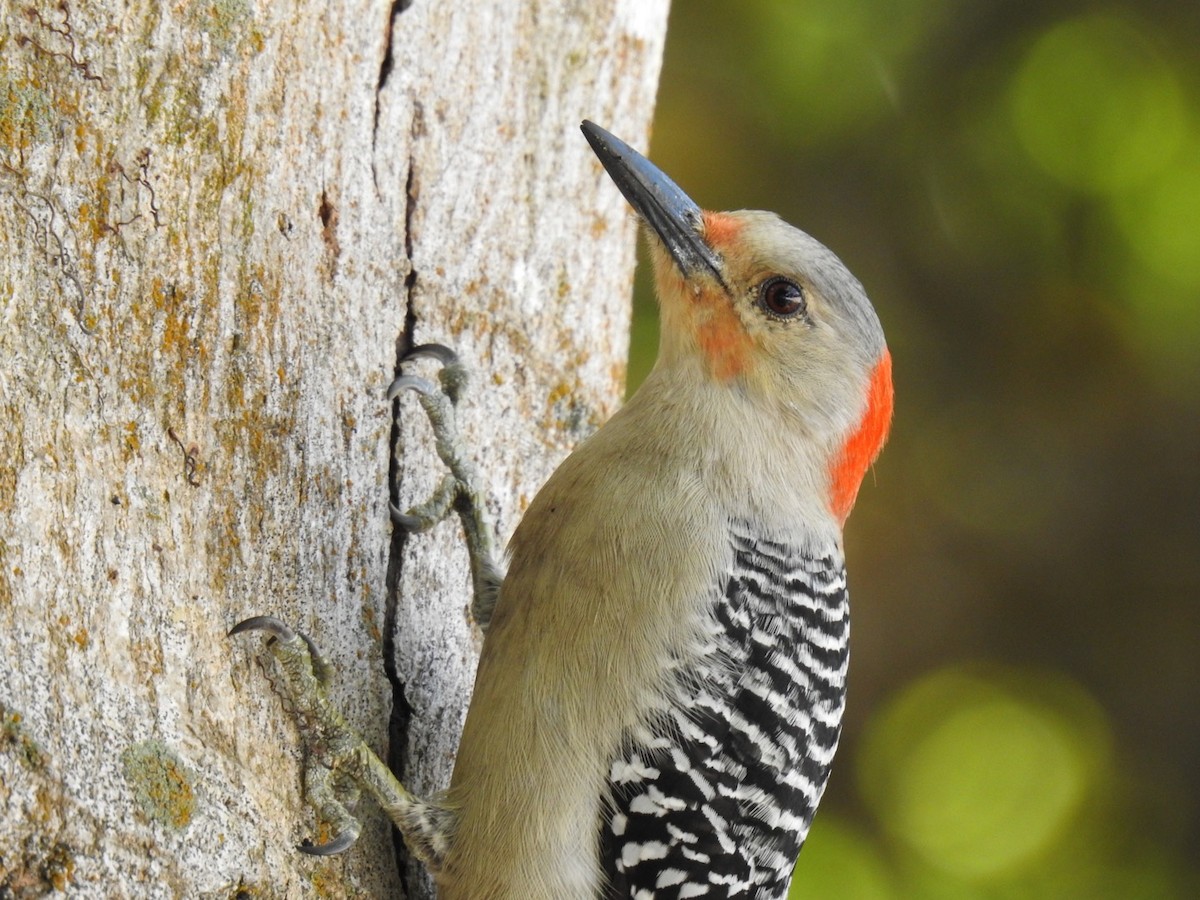 Red-bellied Woodpecker - ML215490401