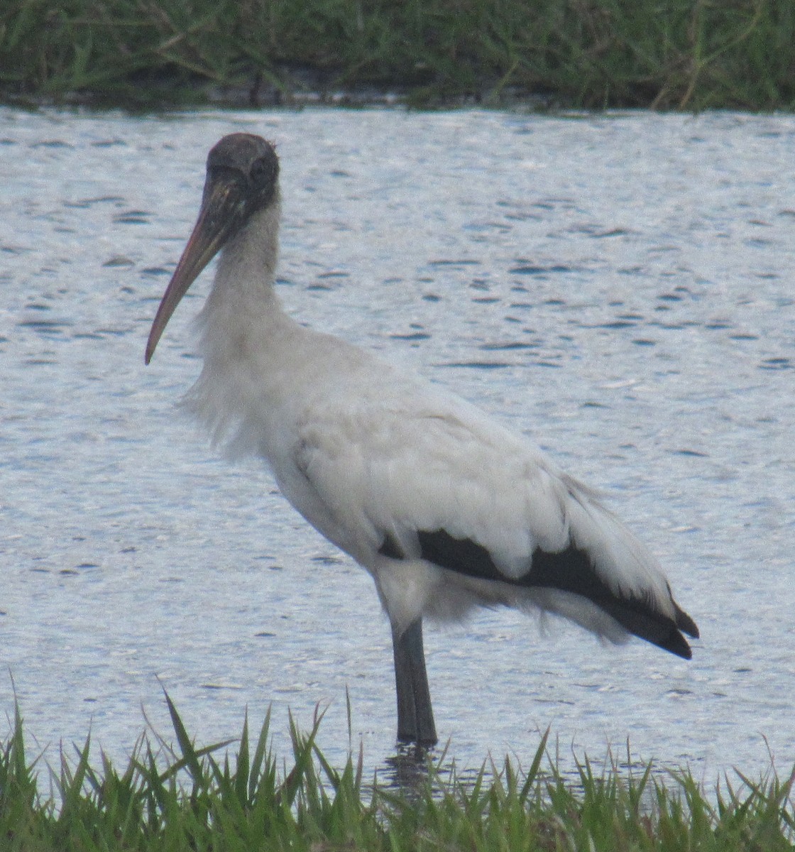 Wood Stork - ML215491101