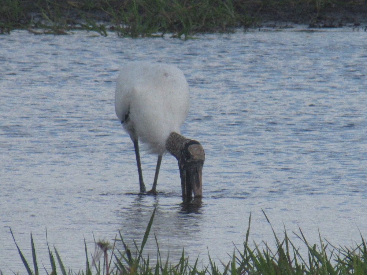 Wood Stork - ML215491421