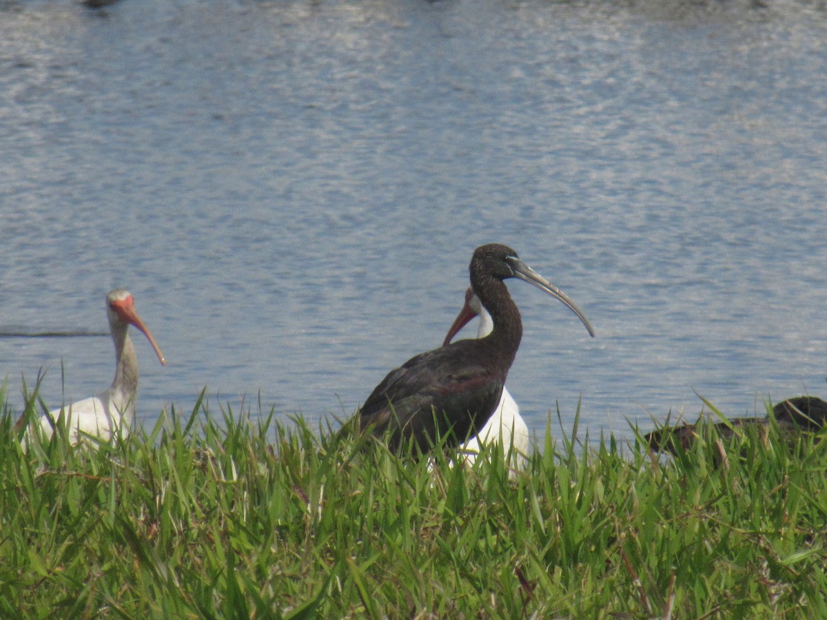 ibis hnědý - ML215491481