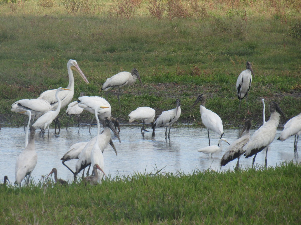 Wood Stork - ML215491531